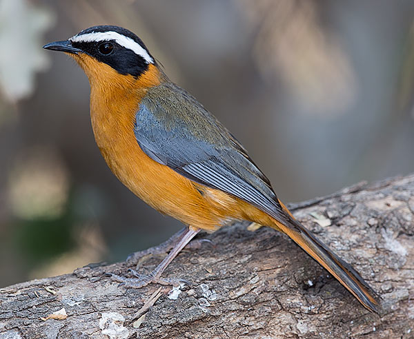 White-browed Robin-Chat